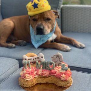 The Doggy Cake